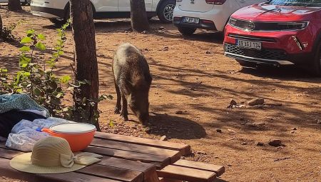 Tatilcinin çantasını yaban domuzları kaçırdı
